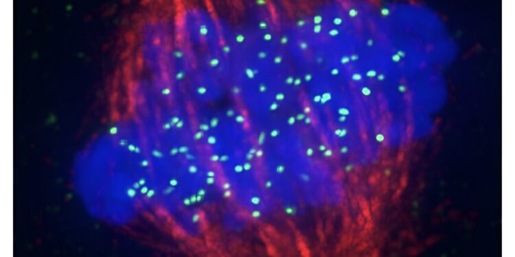 Scientists discover mechanism that preserves centromere during cell division