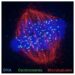 Scientists discover mechanism that preserves centromere during cell division