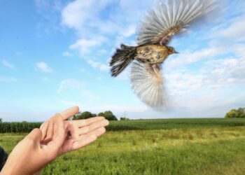 Scientists quantify energetic costs of free-flying songbird’s migratory lifestyle