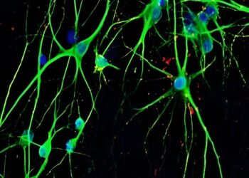 Scientists want to decipher the genetic roots of mental illness on a large scale