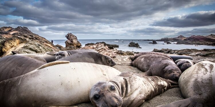 Seal species bear ‘genetic scars’ after being hunted to the brink of extinction, new research reveals