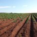 Soils treated with organic fertilizers store more carbon, study finds