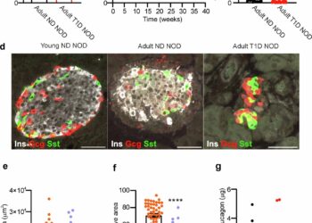 Somatostatin inhibition may prevent dangerous drops in blood sugar in type 1 diabetes
