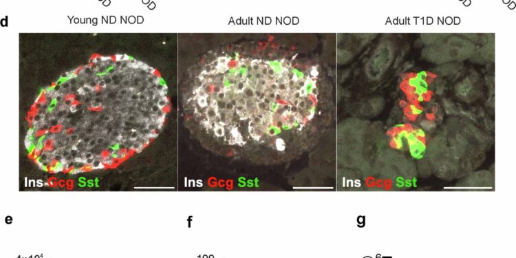 Somatostatin inhibition may prevent dangerous drops in blood sugar in type 1 diabetes