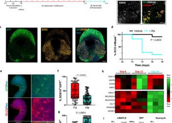 Spinal cord organoids could enable safer treatment for pregnant women with epilepsy