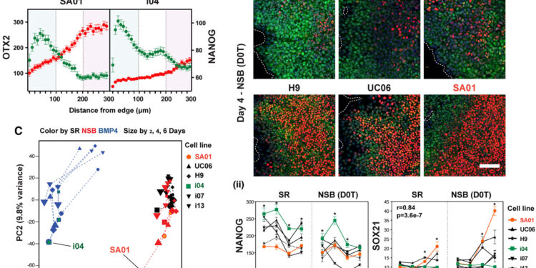 Stem cell map reveals molecular choreography behind individual variations in human development