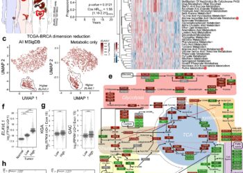Strategy to fight breast cancer involves a two-pronged attack on the enzyme that ‘feeds’ the tumor