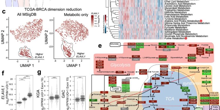 Strategy to fight breast cancer involves a two-pronged attack on the enzyme that ‘feeds’ the tumor