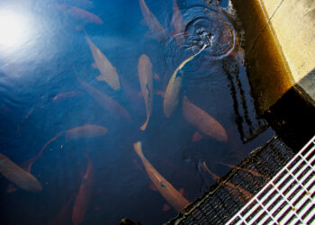 Study Finds 50-Year Generation Gap in Bigmouth Buffalo, Minnesota’s Longest-Living Fish