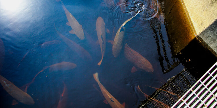Study Finds 50-Year Generation Gap in Bigmouth Buffalo, Minnesota’s Longest-Living Fish