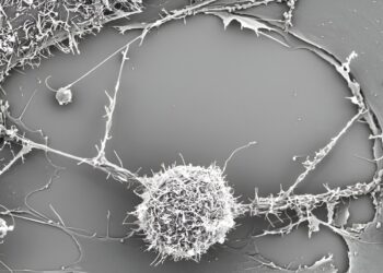 Study Finds ‘Superfeeding’ T Cells With Mitochondria Enhances Their Antitumor Activity