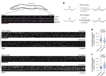 Study describes activity-regulated genetic program underlying synapse formation during development