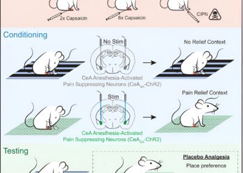 Study examines neural circuits linked to effect
