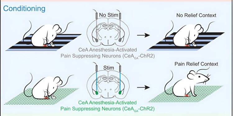 Study examines neural circuits linked to effect