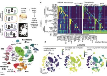 Study explores cell type-specific effects of aging and sex on human cortical neurons