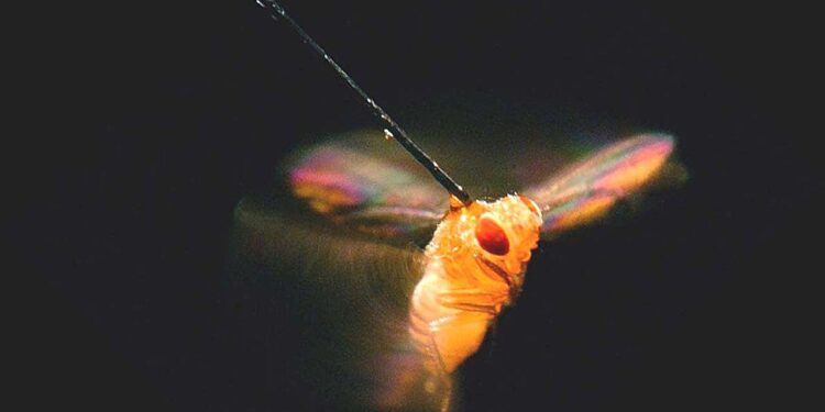 Study finds fruit flies’ visual navigation tactics differ depending on environment