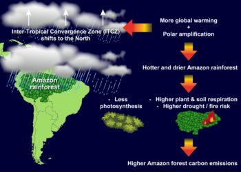 Study finds future climate change could reduce Amazon rainforest’s ability to act as carbon sink