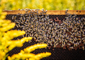 Study finds good nutrition boosts bees’ resilience against pesticides and viruses