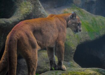 Study finds solitary carnivores kill more than group hunters