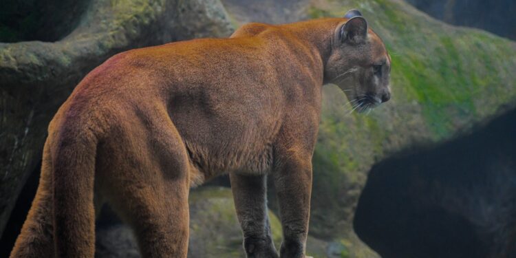 Study finds solitary carnivores kill more than group hunters