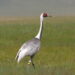 Study of four crane species reveals complex relationships between birds and their environment
