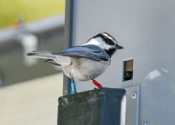Study of titmice finds cognitive skills impact lifespan