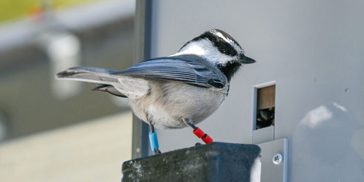 Study of titmice finds cognitive skills impact lifespan