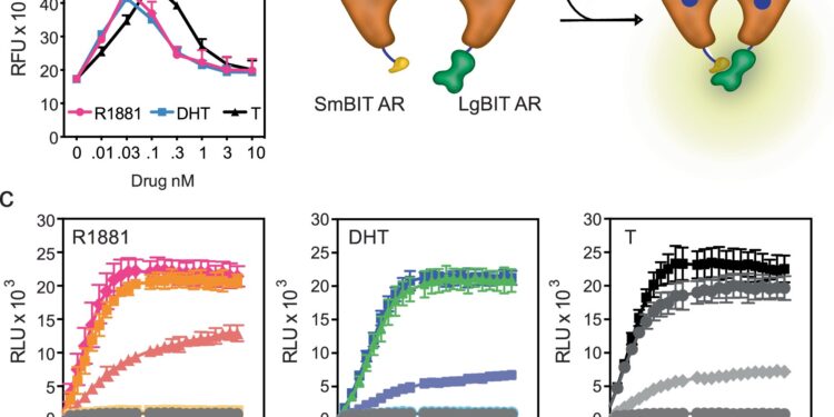Study resolves paradoxical effects of testosterone in prostate cancer