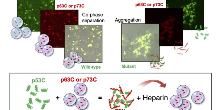 Study reveals how mutant p53 protein converts other proteins into cancer drivers
