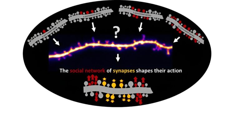 Study reveals how neighboring synapses coordinate their response to plasticity signals
