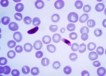 Synthetic compound shows promise against susceptible and drug-resistant strains of human malaria parasites