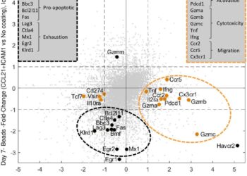‘Synthetic immune niche’ approach enhances T cell proliferation without compromising their ability to kill cancer