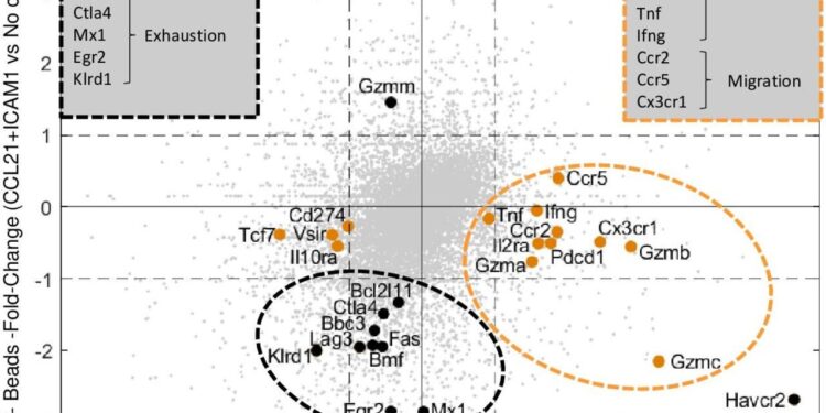 ‘Synthetic immune niche’ approach enhances T cell proliferation without compromising their ability to kill cancer