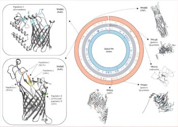 Syphilis Genetics Study Points to Potential Target