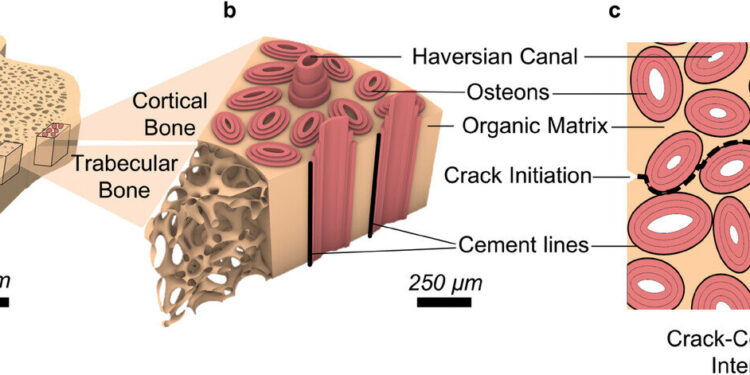 Team develops stronger concrete, inspired by bones