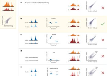 Technique for studying how proteins bind to DNA is often misused: Researchers propose a solution