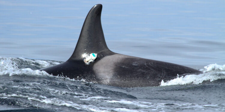 Thanks to humans, the waters of the Salish Sea are too noisy for resident orcas to hunt successfully.