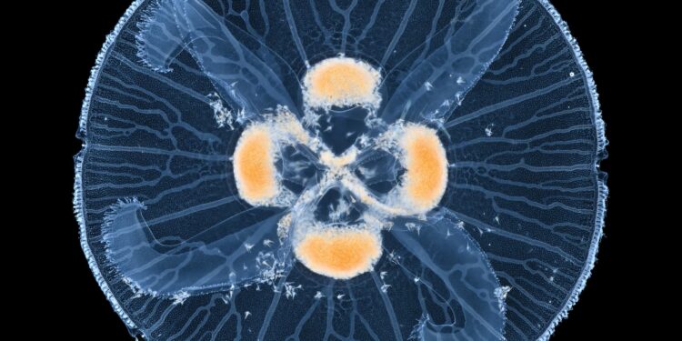 The physics of transportation networks in nature