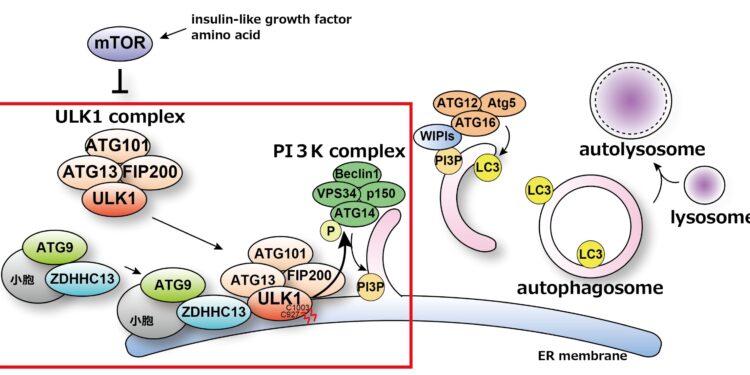 The triggering mechanism of autophagy revealed