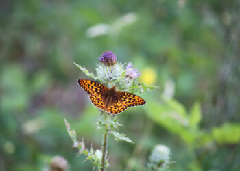 Threatened butterflies have a better chance of surviving thanks to human help