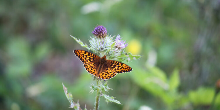 Threatened butterflies have a better chance of surviving thanks to human help