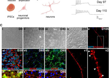 Treatments that maintain healthy synapses may help prevent and alleviate symptoms of prion disease