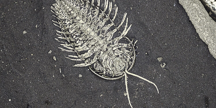 Trilobite Fossils Discovered in Upstate New York Reveal ‘Extra’ Pair of Legs