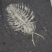 Trilobite Fossils Discovered in Upstate New York Reveal ‘Extra’ Pair of Legs