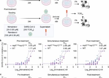 Two studies reveal that the SARS-CoV-2 virus becomes resistant to antiviral drugs used to treat patients