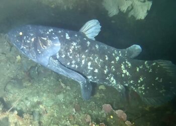 Unique new fish fossil prompts rethinking of how Earth’s geology shapes evolution