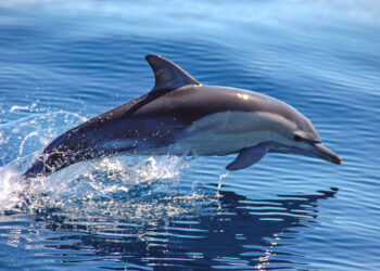 Unlocking the secrets of the evolution of whales and dolphins that adapted their spines to aquatic life