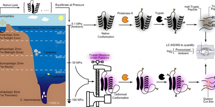 Using AI, an extreme microbe reveals how the building blocks of life adapt to high pressure