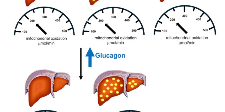 Weight-loss drugs may help fight fatty liver disease