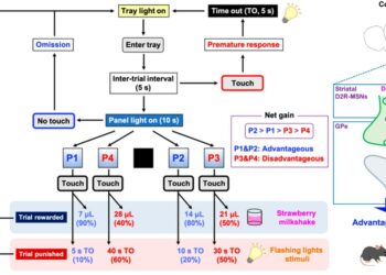 Why do some Parkinson’s treatments affect decision making?